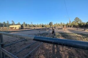 Grand Canyon Trail Rides