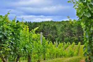 Grand Traverse Adventure Company