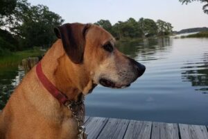 Grandview on the Bay