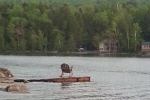 Greenland Cove Cabins