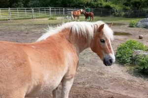 Greenlock Therapeutic Riding