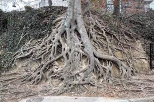 Greenville Segway Tours / Greenville Rydables Tours