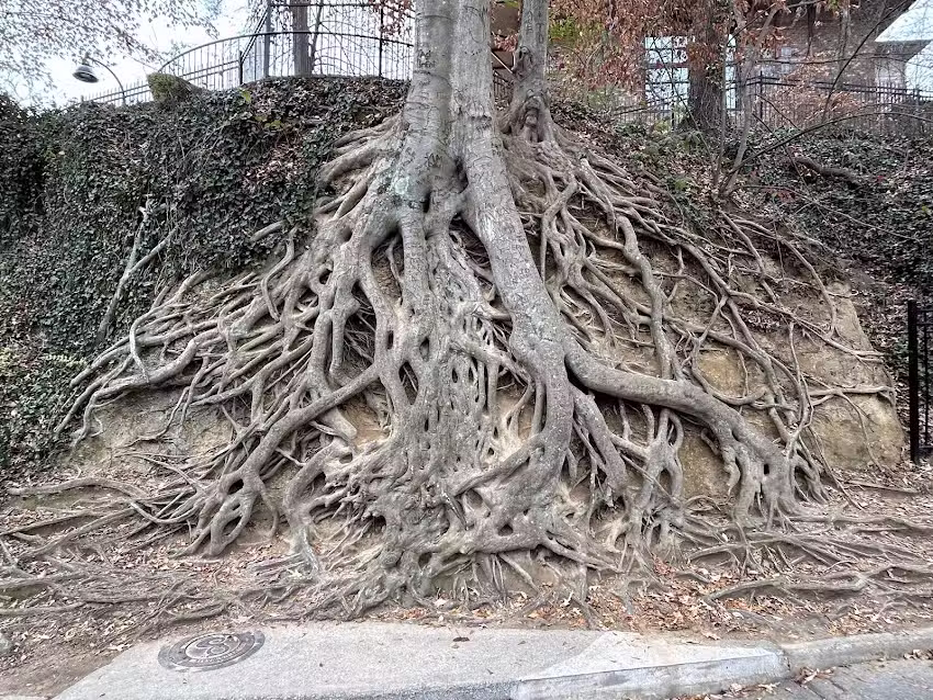 Greenville Segway Tours / Greenville Rydables Tours