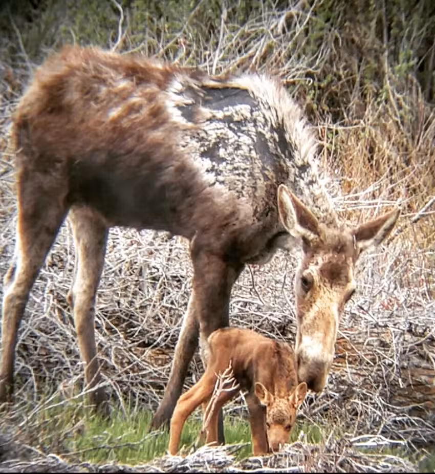 Grizzly Country Wildlife Adventures