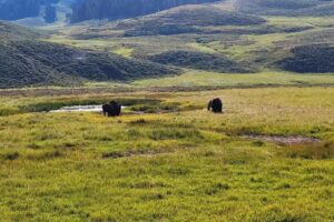 Grub Steak Expeditions Yellowstone Tours