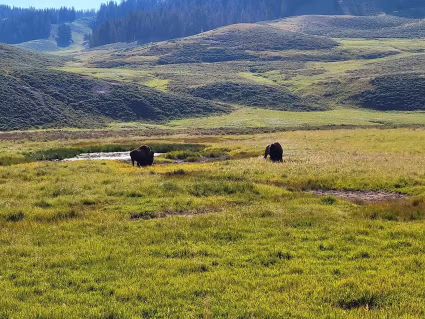 Grub Steak Expeditions Yellowstone Tours