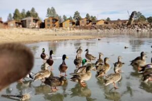 Grumpy Toad’s Getaway