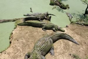 Gulf Coast Gator Ranch & Tours