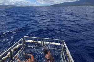 Haleiwa Shark Tours