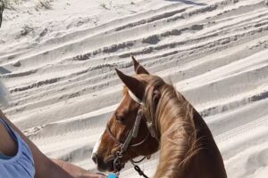 Happy Trails Walking Horses