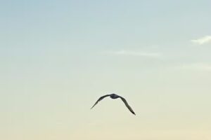 Harbor Star Dolphin Tours – Outer Banks, NC