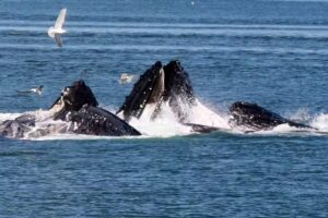 Harris Travel Service, Inc