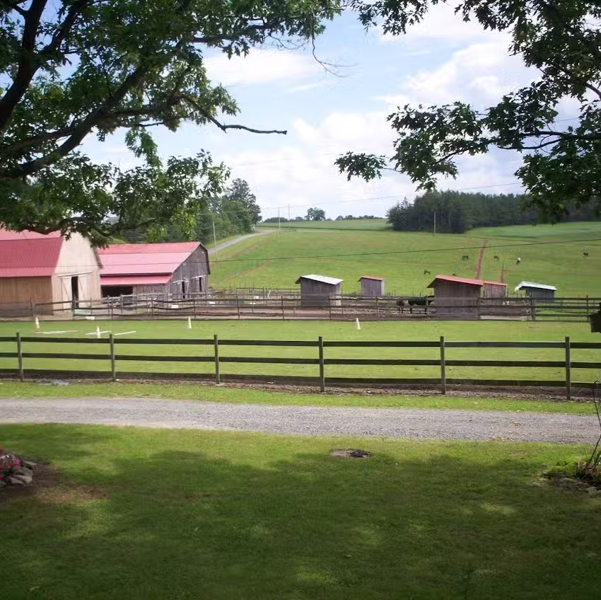 Havens Stocking Creek Morgans (HSCM)