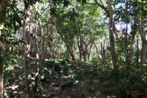 Hawaii Adventure Academy