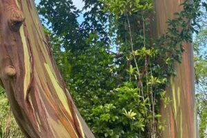 Hawaii By Storm Tours