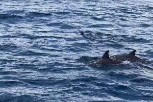 Hawaii Glass Bottom Boats