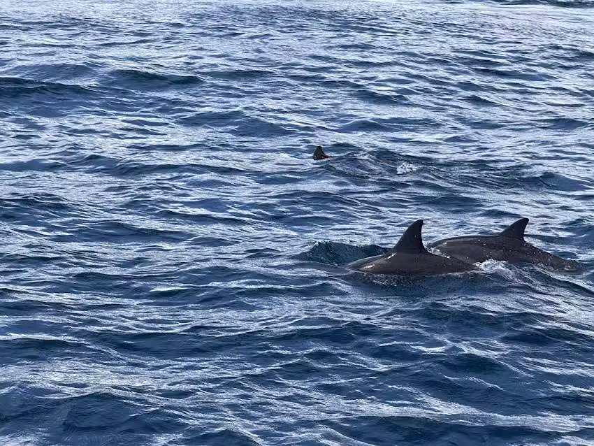 Hawaii Glass Bottom Boats