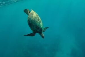 Hawaii Ocean Charters