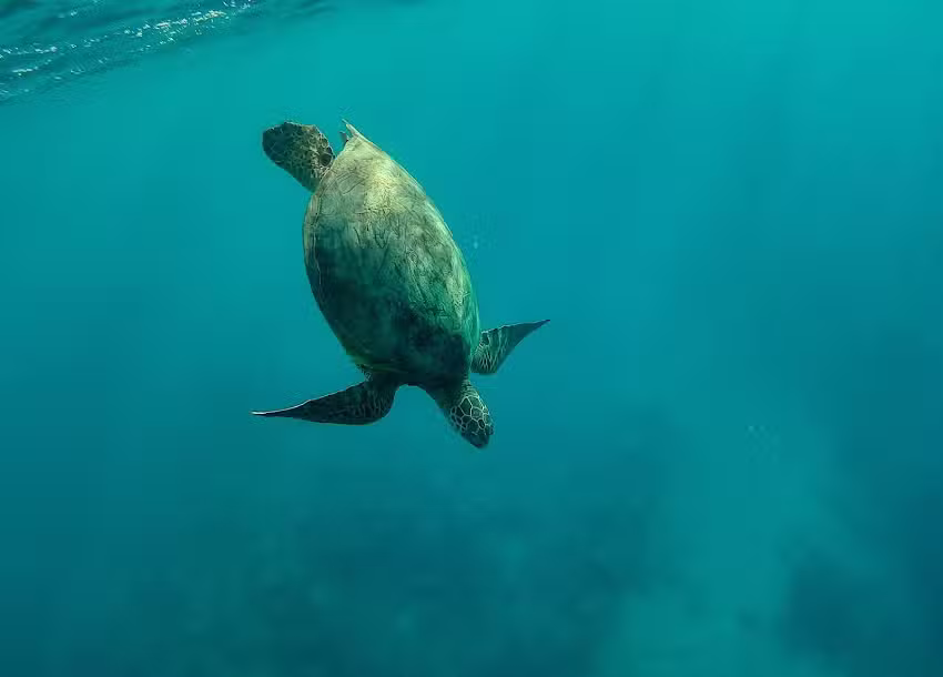 Hawaii Ocean Charters