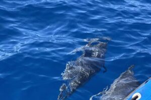 Hawaii Ocean Rafting Whale Watch and Snorkel