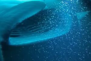 Hawaii Snorkel Tours