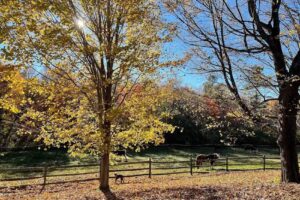 Heald Street Horse Farm