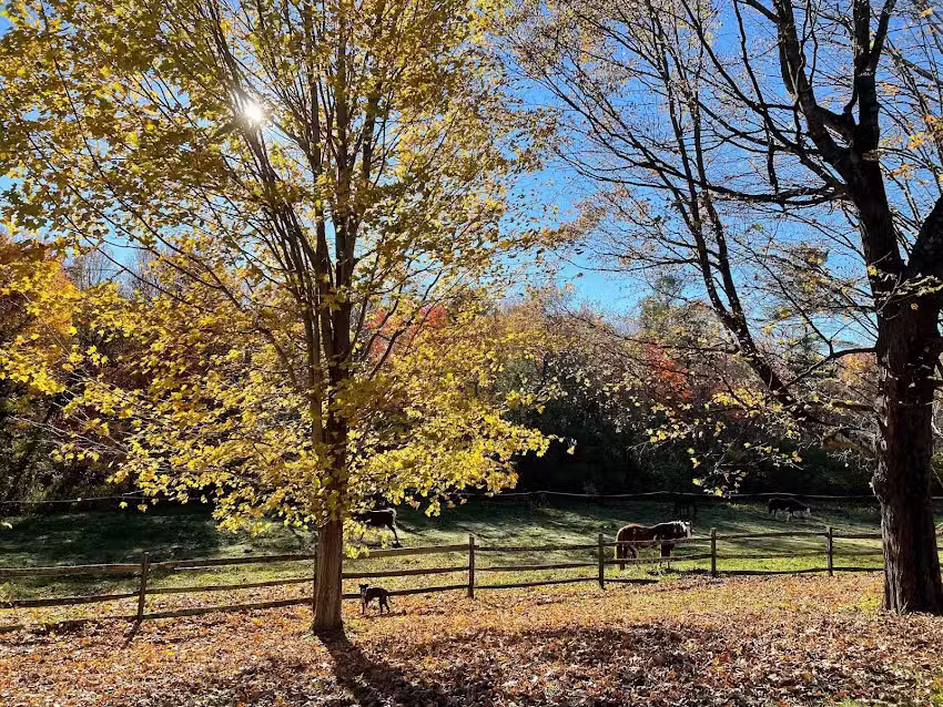 Heald Street Horse Farm
