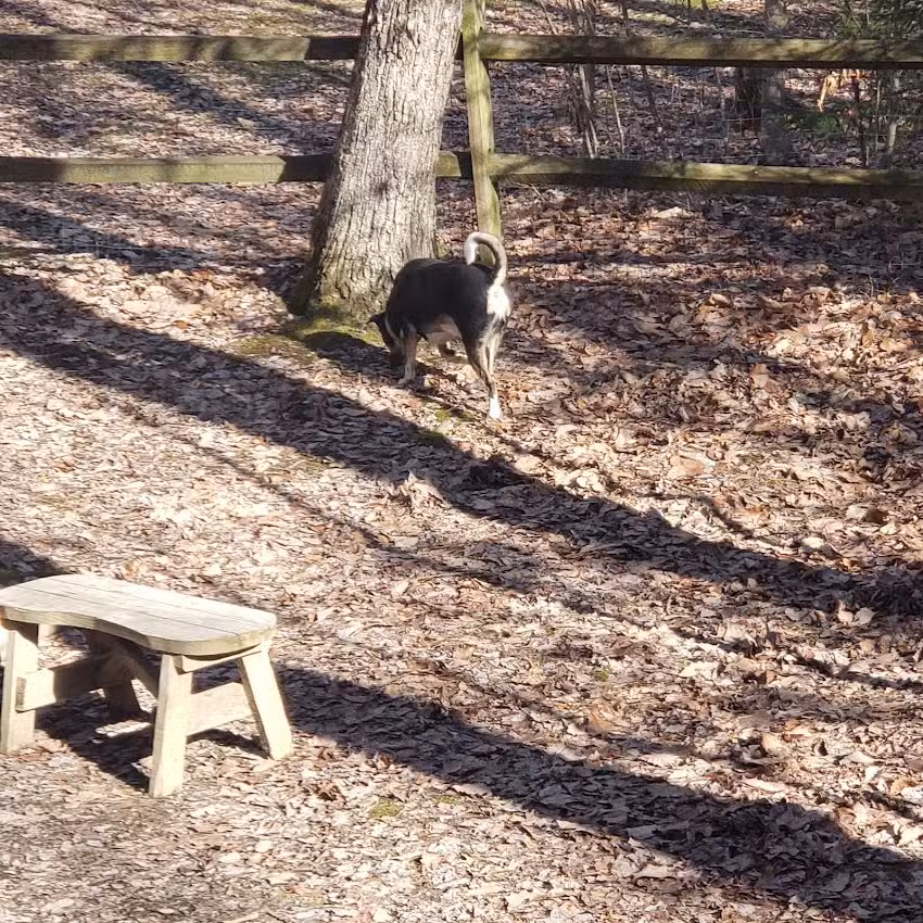 Hemlock Haven Cabins