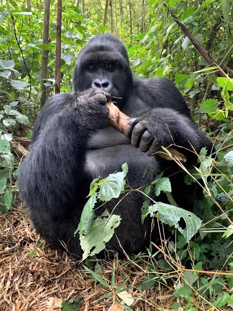 Highlands Ranch Travel