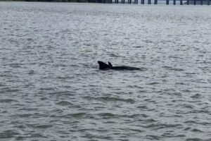 Hilton Head Dolphin Cruises Tale Hunter