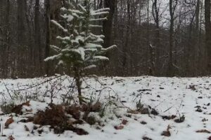 Hocking Hills Backwoods Retreat