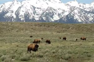 Holiday Travel International and Complete Travel Service