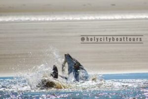 Holy City Boat Tours