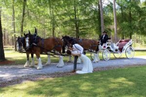 Honey Island Clydesdales