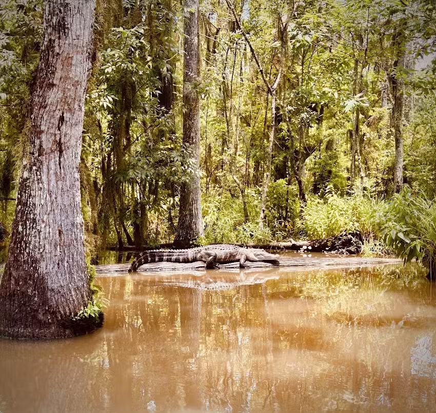 Honey Island Swamp Tours