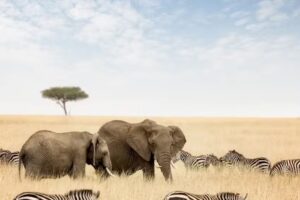 Honeymoon Islands, Inc.