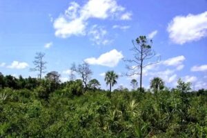 Horseback Trail Rides