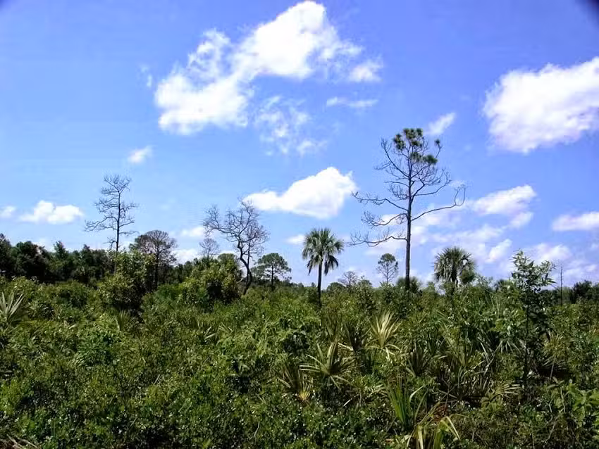 Horseback Trail Rides