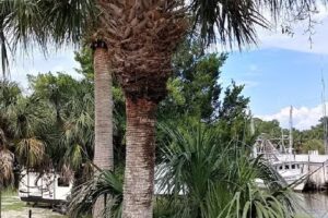 Horseshoe Beach Marina