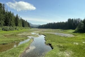 Icy Strait Birding Tours