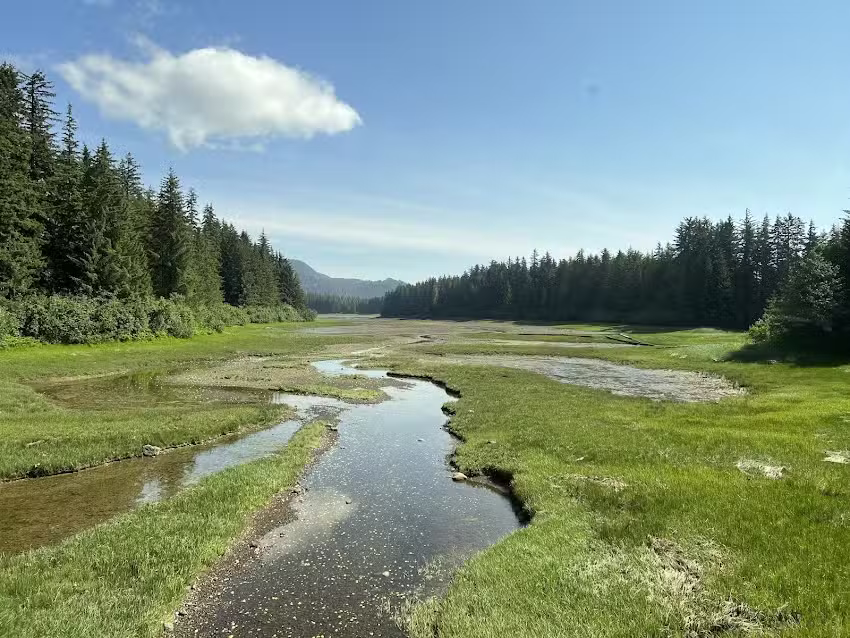 Icy Strait Birding Tours