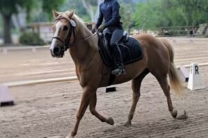 Infinite Horsemanship