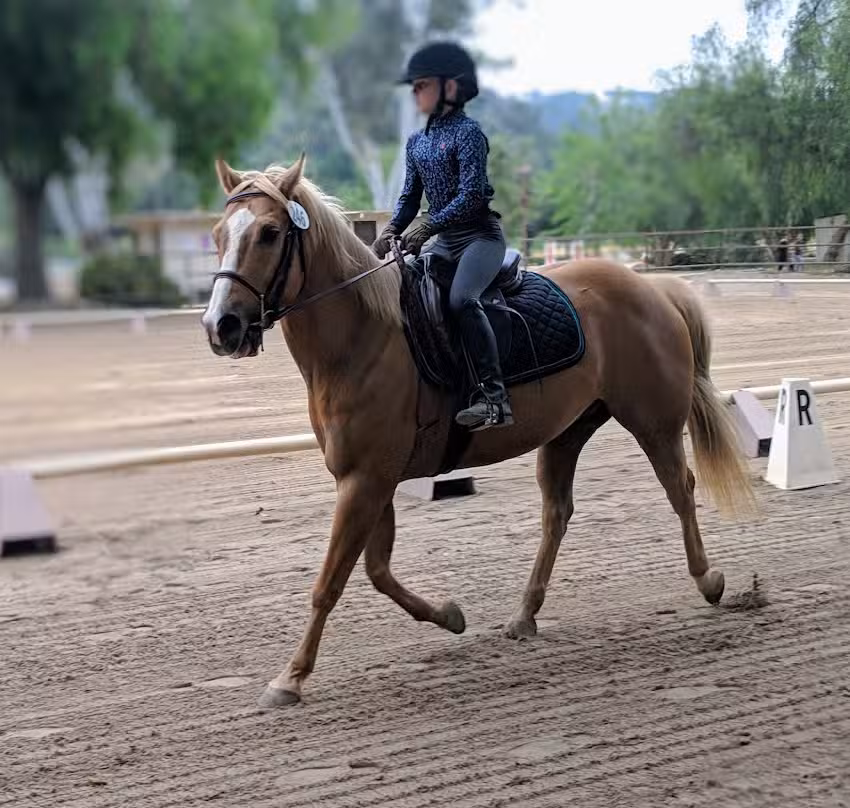 Infinite Horsemanship