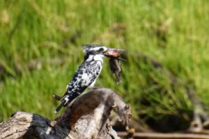 Infinite Safari Adventures