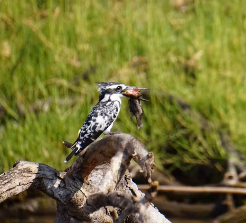 Infinite Safari Adventures