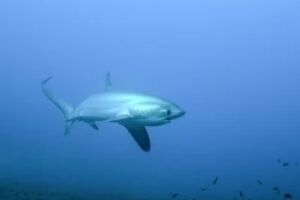 International Sea Service, LLC