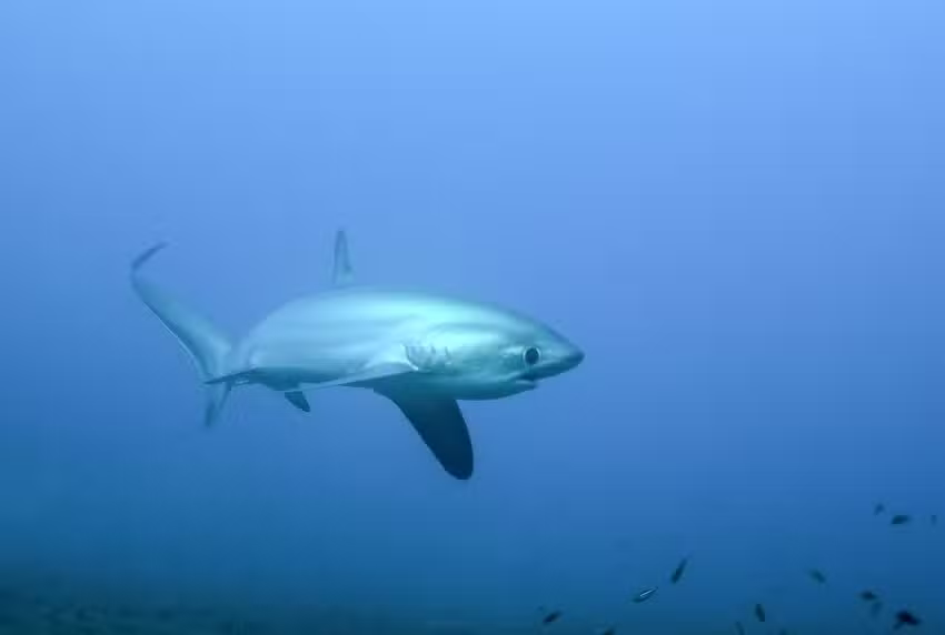 International Sea Service, LLC