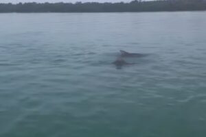 Islamorada Boat Tours