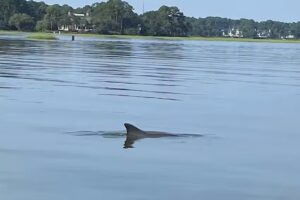Island Explorer Dolphin and Nature Tours | Hilton Head