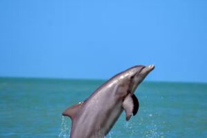 Island Hoppers Boat Tours